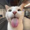 Profile picture of cat_g84